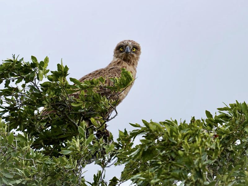Brown snake eagle looking at the camera