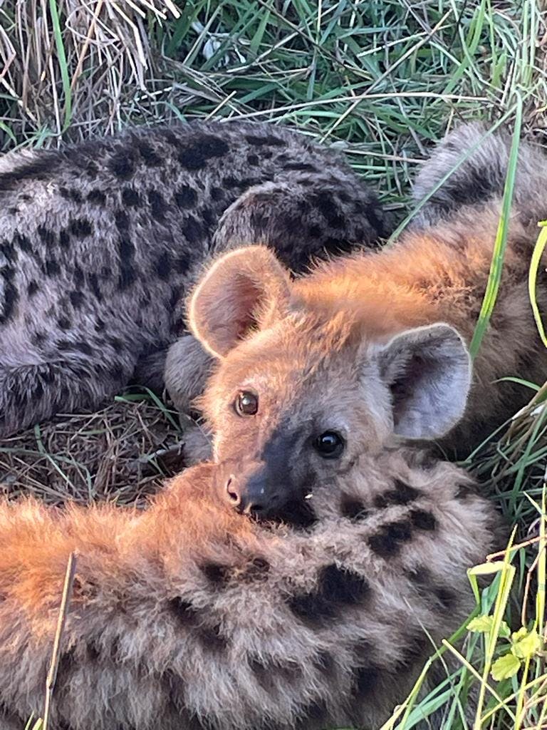 Close-up of a baby hyena