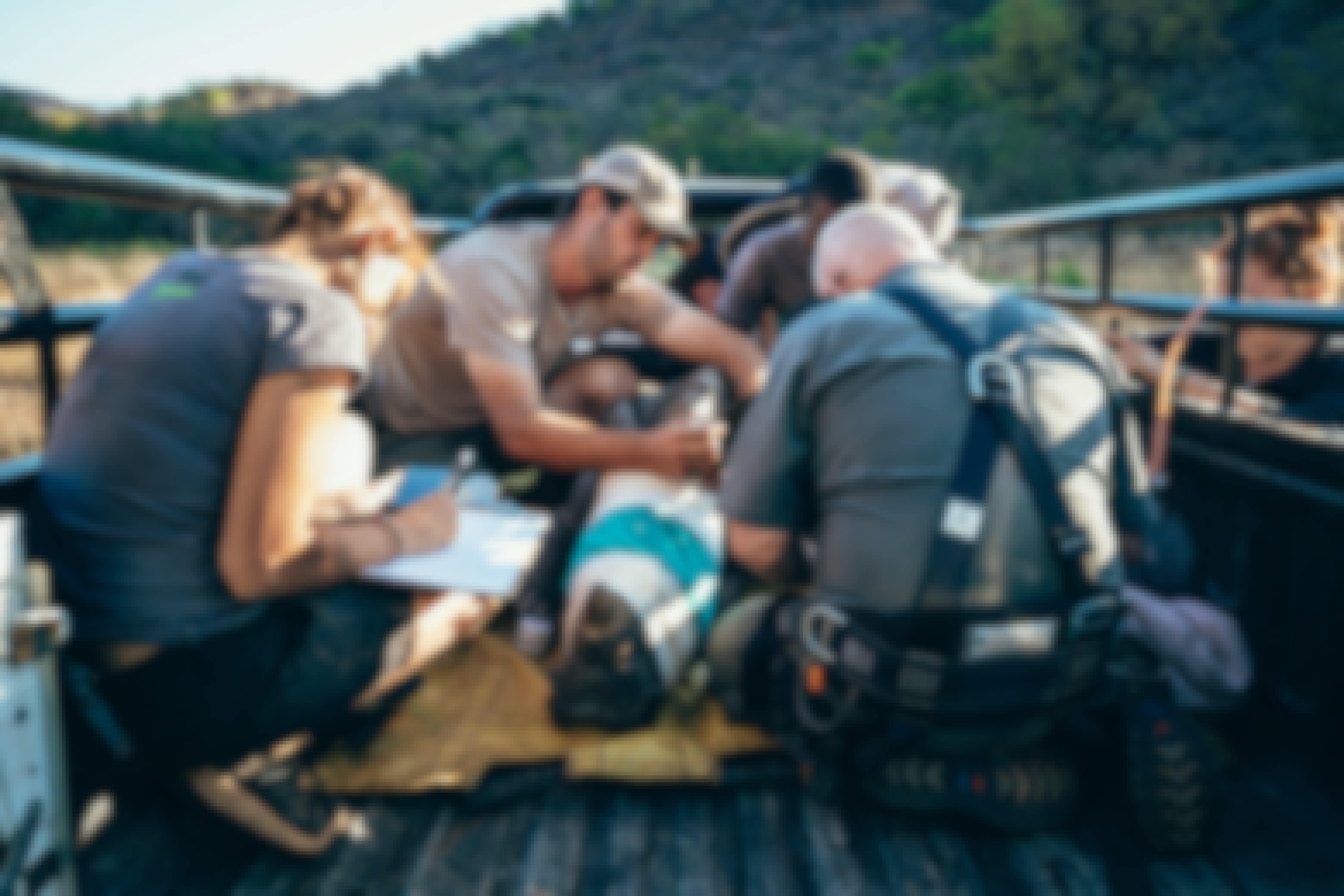 ACE volunteers monitoring a sedated rhino in the back of a vehicle