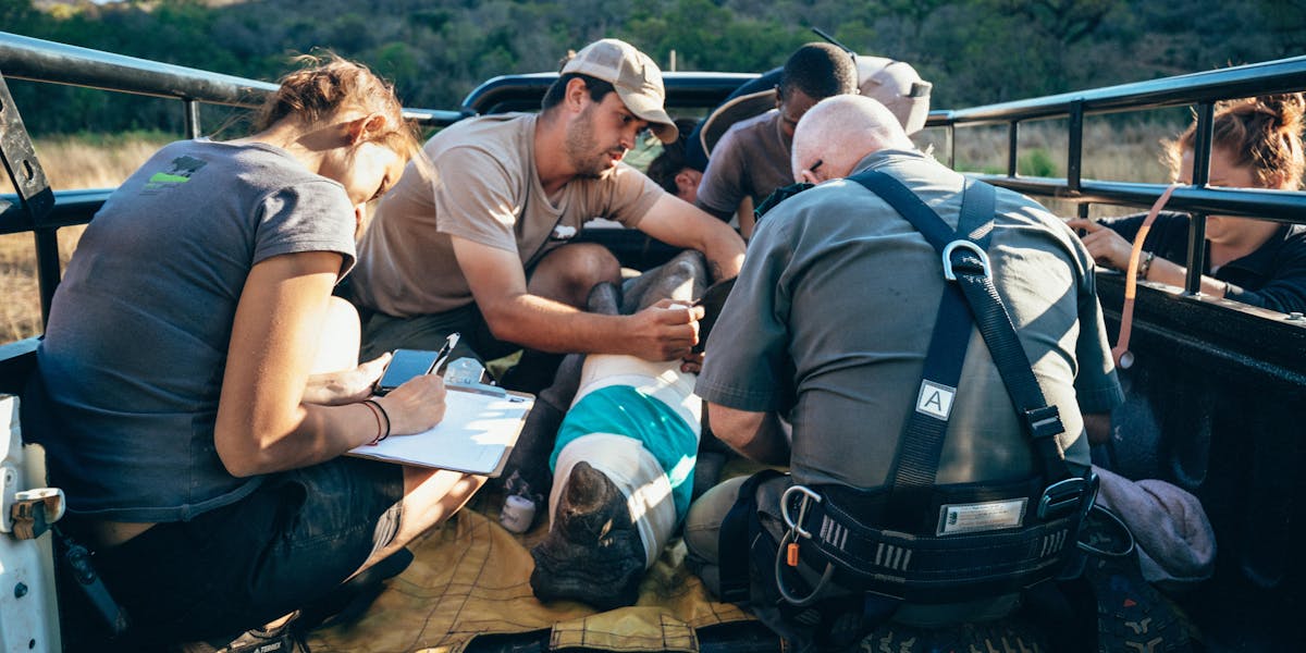ACE volunteers monitoring a sedated rhino in the back of a vehicle