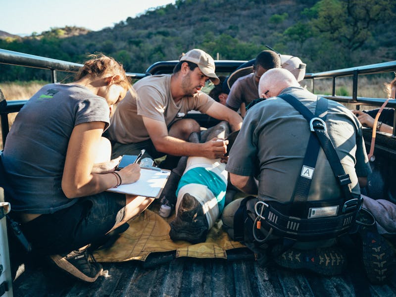 ACE volunteers monitoring a sedated rhino in the back of a vehicle
