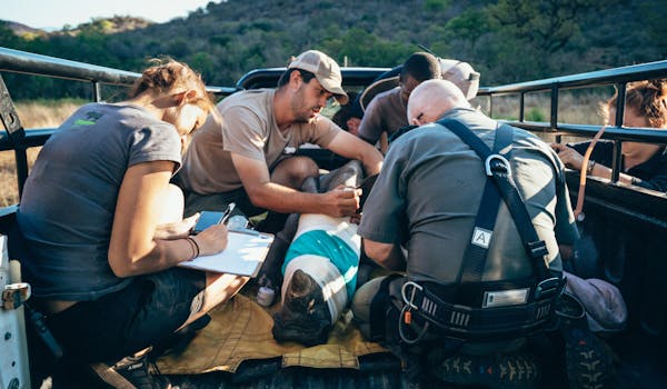 ACE volunteers monitoring a sedated rhino in the back of a vehicle