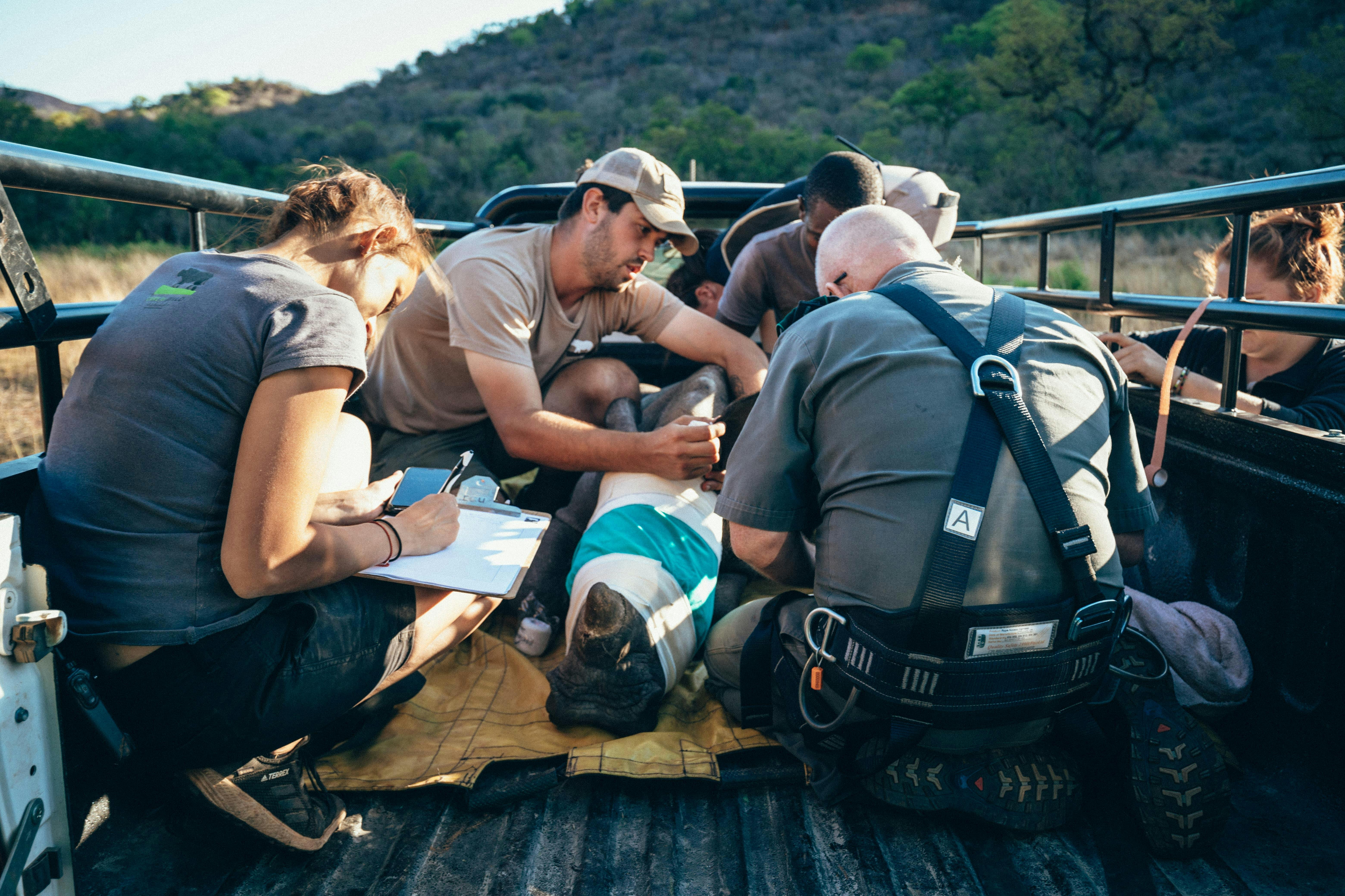 ACE volunteers monitoring a sedated rhino in the back of a vehicle