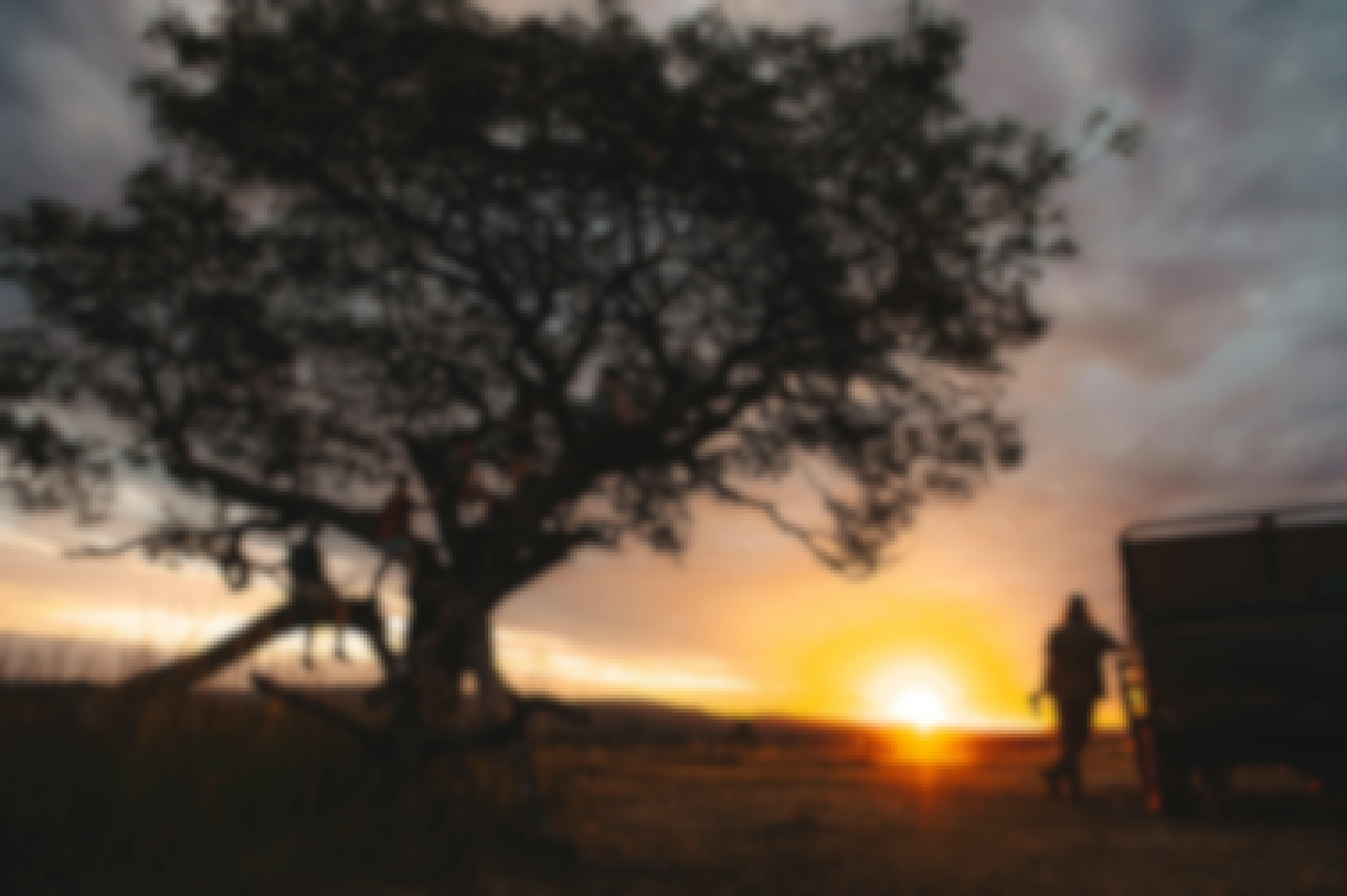 Group of ACE students relaxing beside a tree in the sunset