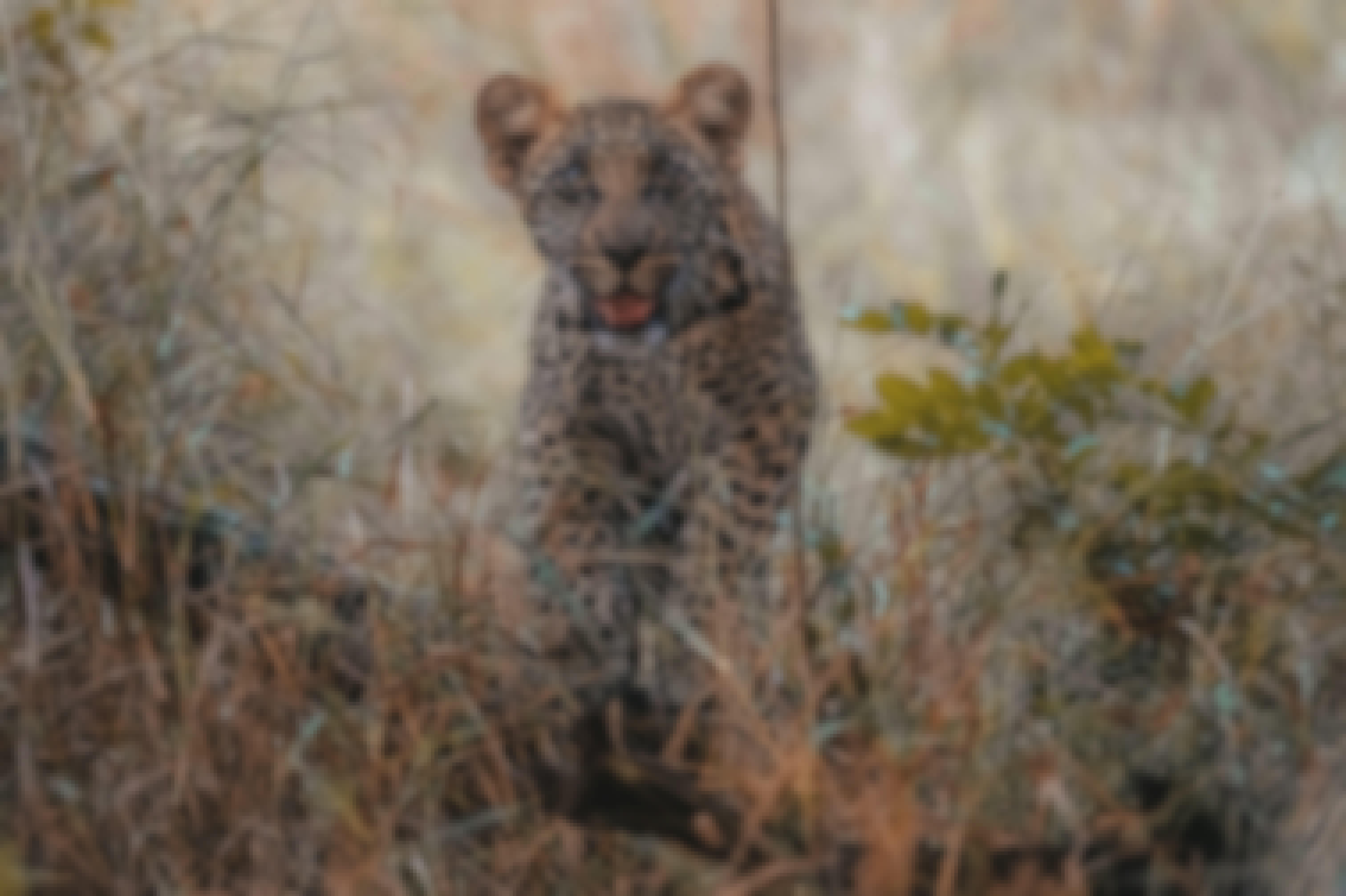 Close-up of a baby leopard, looking into the camera