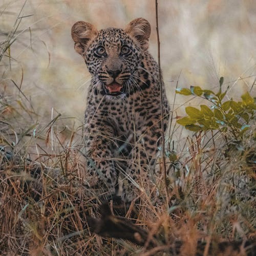 Close-up of a baby leopard, looking into the camera