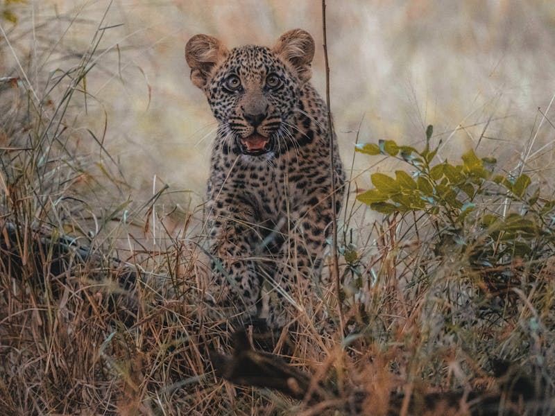 Close-up of a baby leopard, looking into the camera
