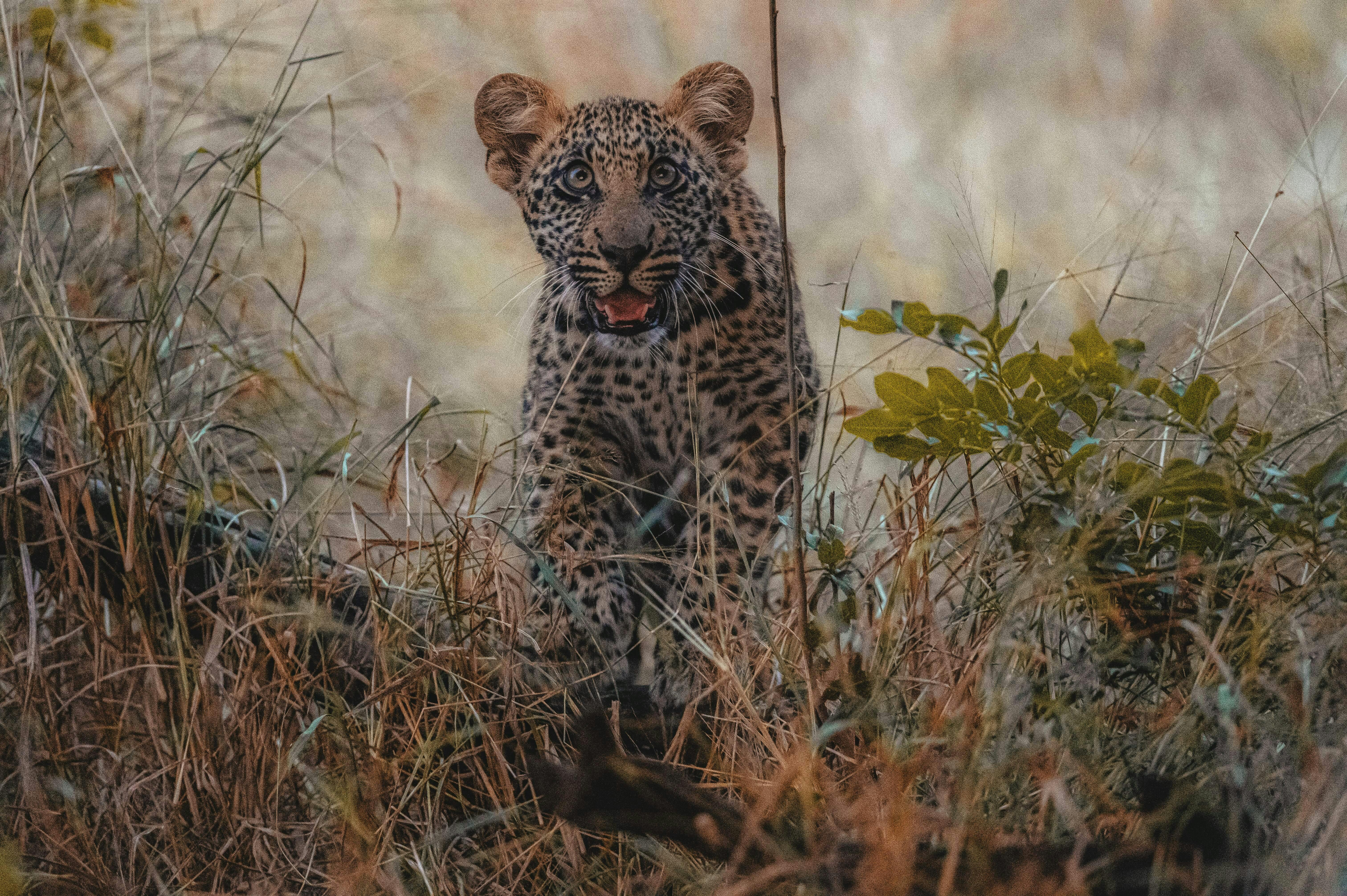 Close-up of a baby leopard, looking into the camera