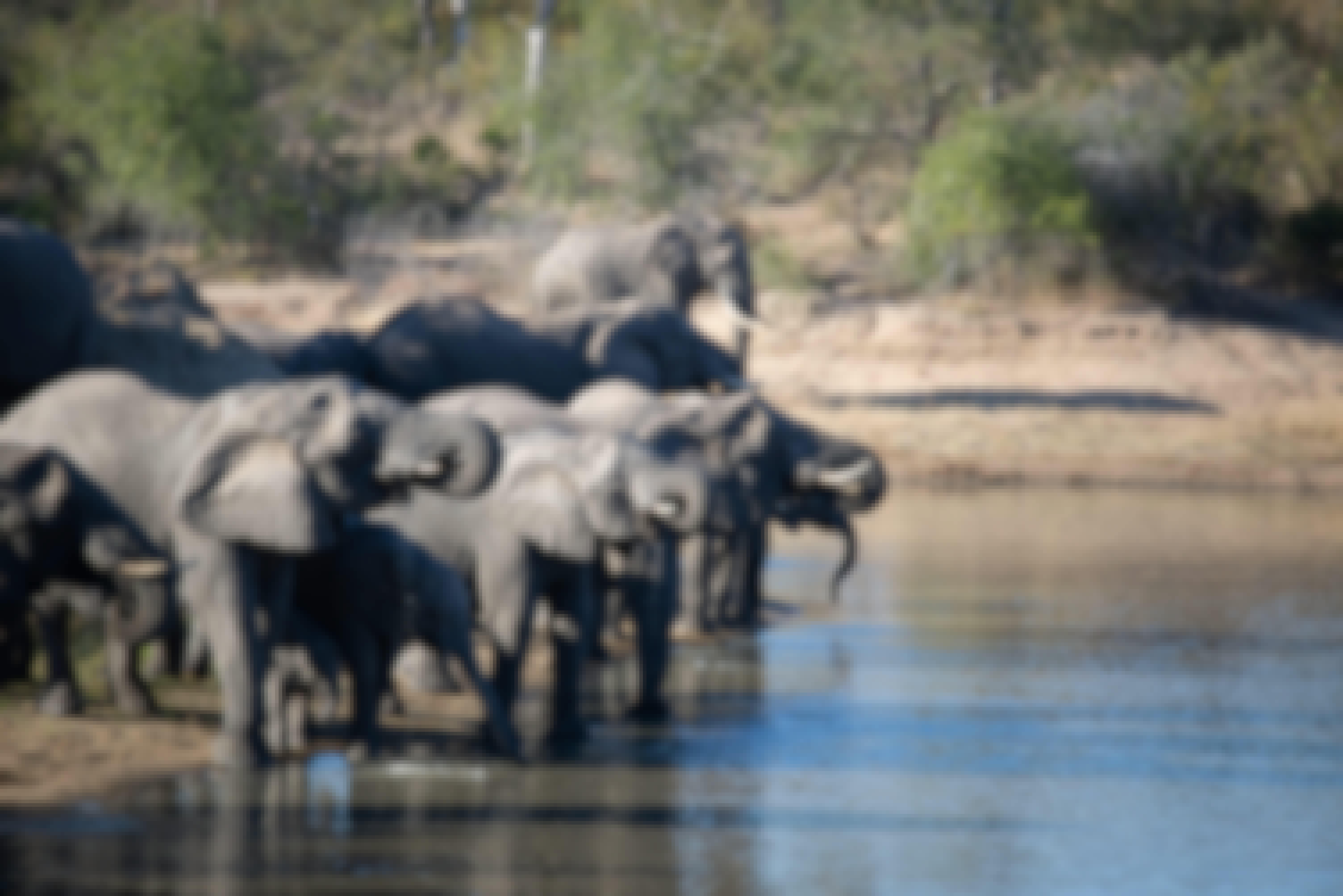 Elephants drinking from a large pool of water