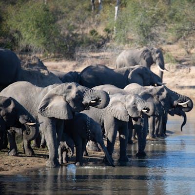 Elephants drinking from a large pool of water