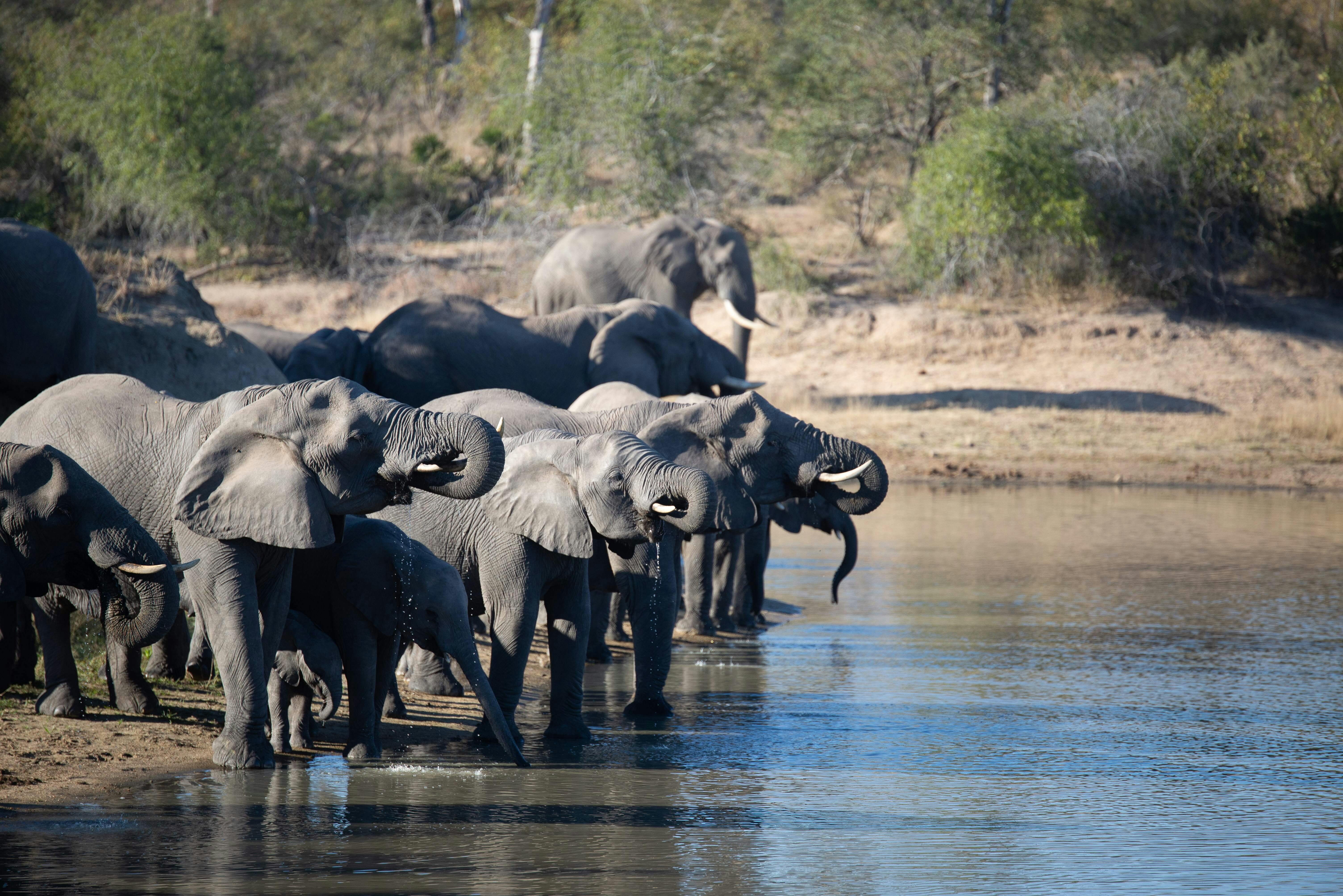 Elephants drinking from a large pool of water