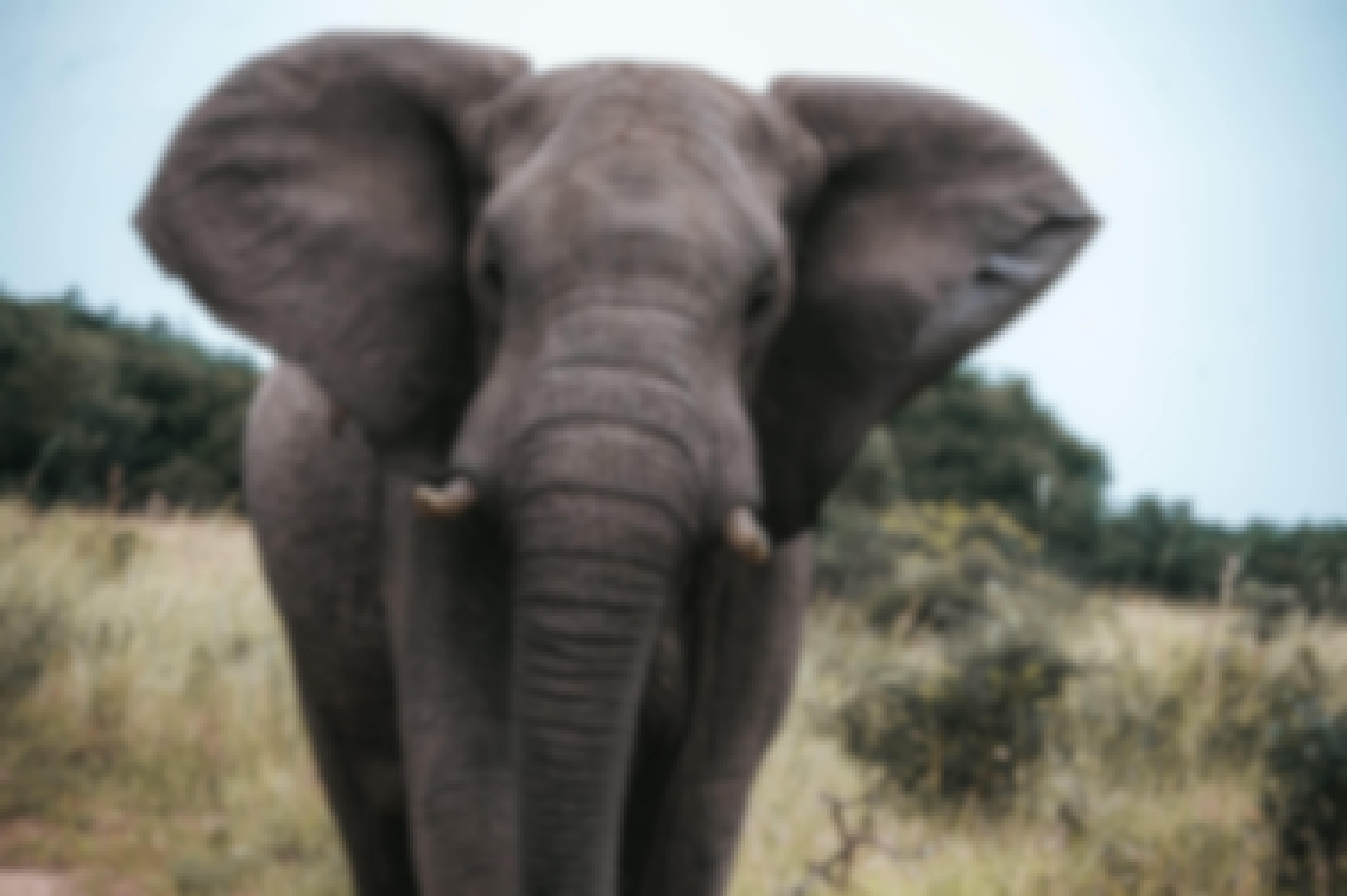 Close-up of elephant