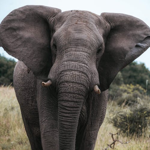 Close-up of elephant