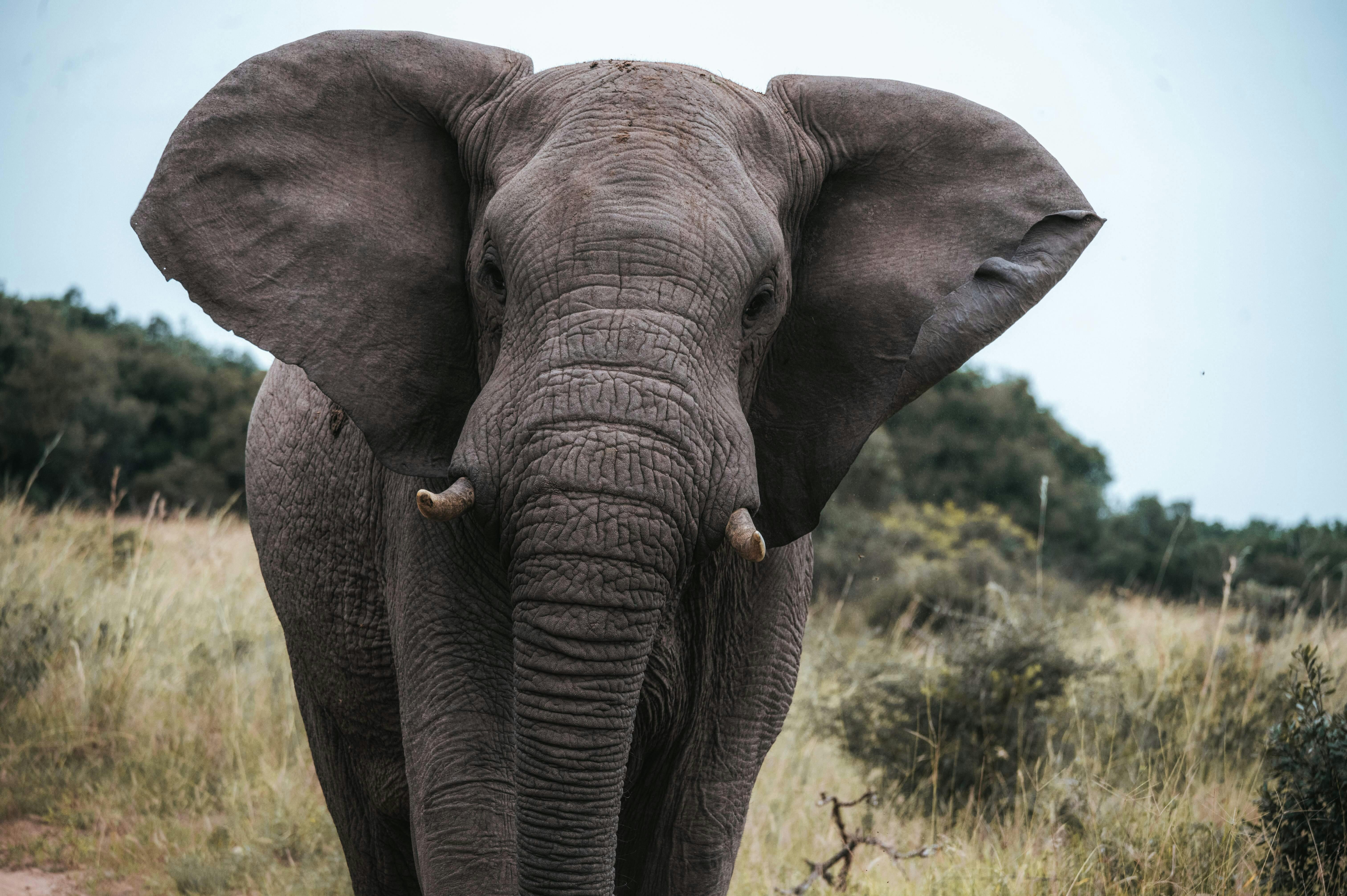 Close-up of elephant