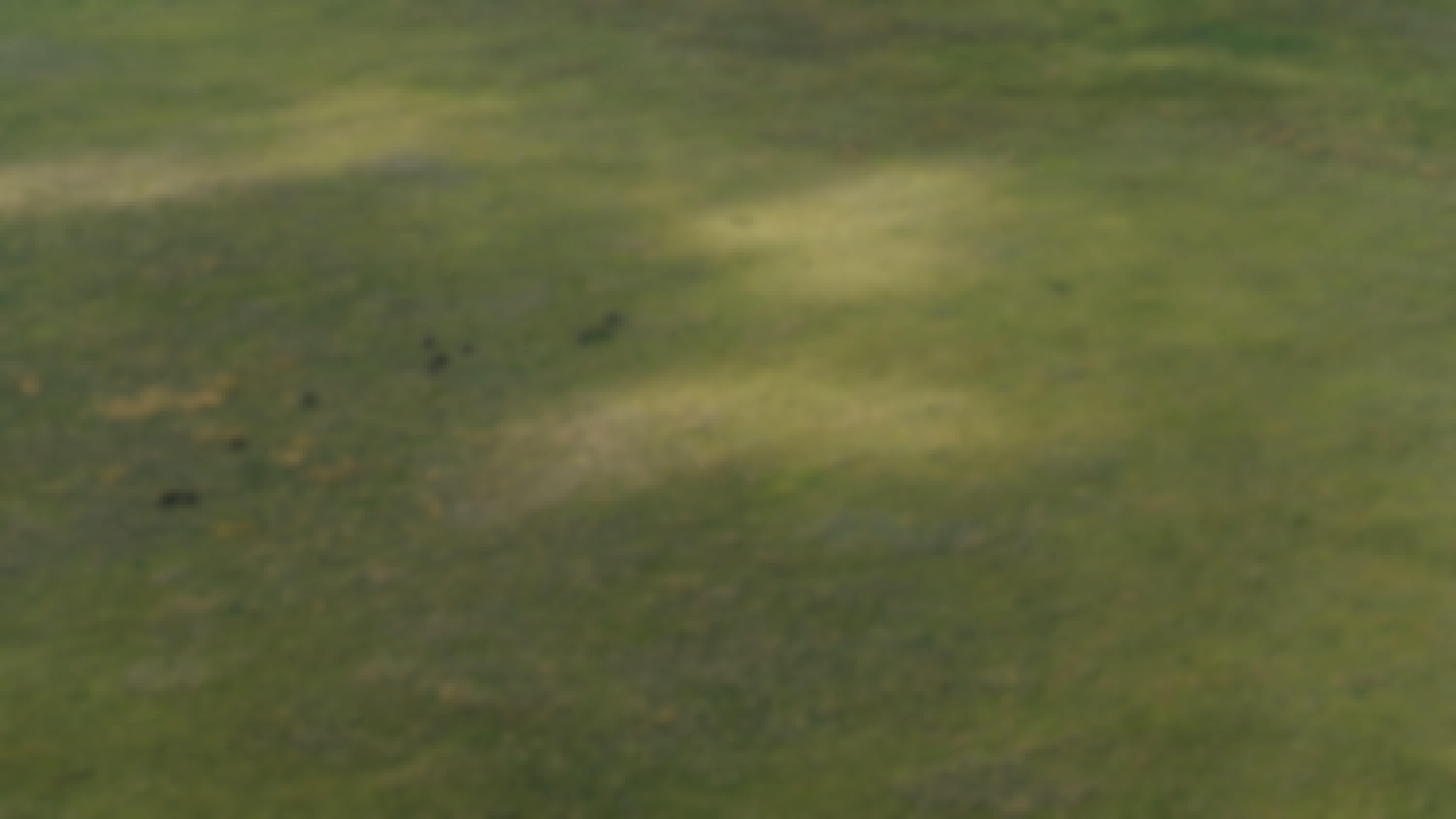 Aerial shot of elephants