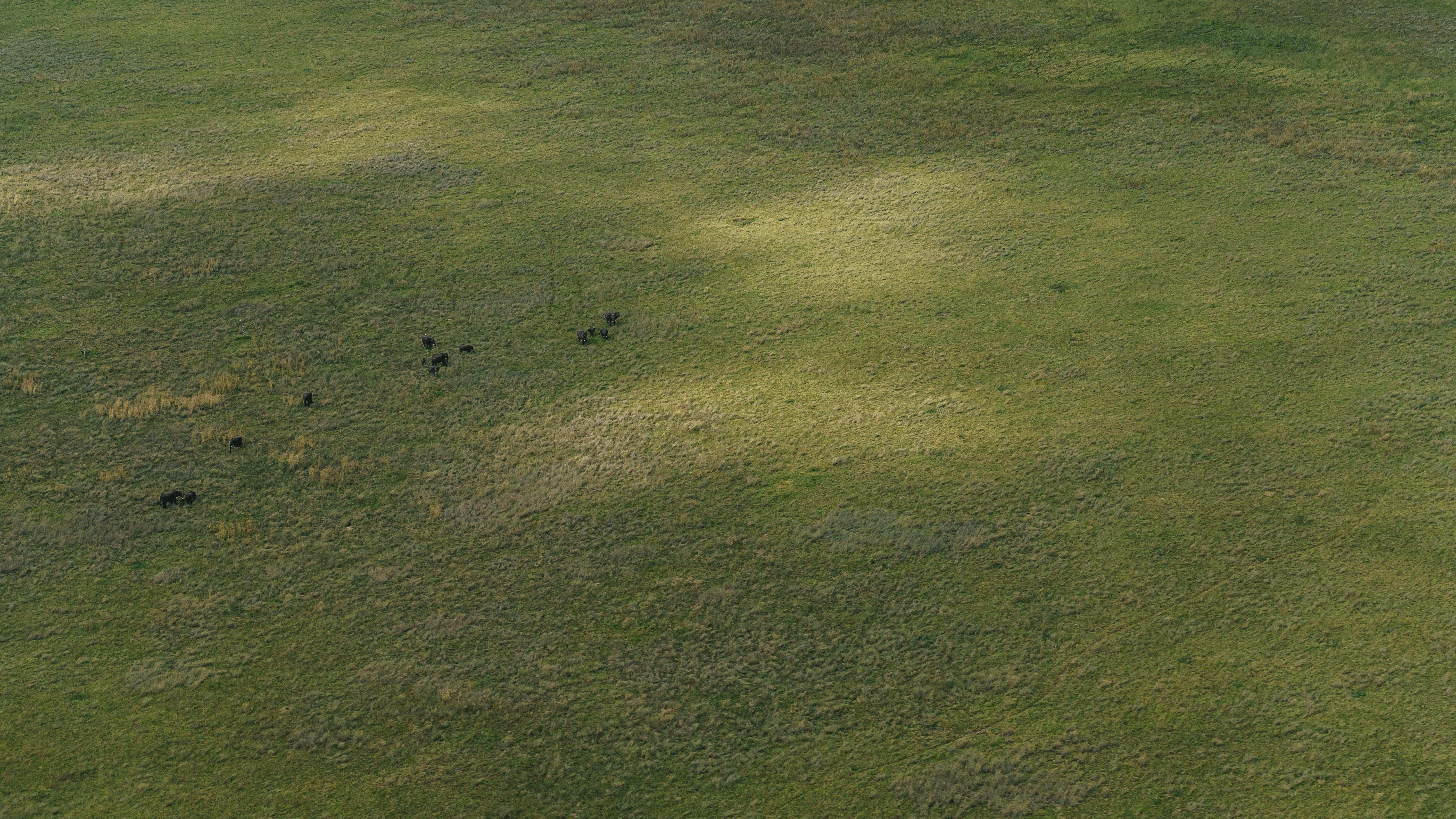 Aerial shot of elephants