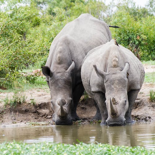 Two rhinos drinking from the water
