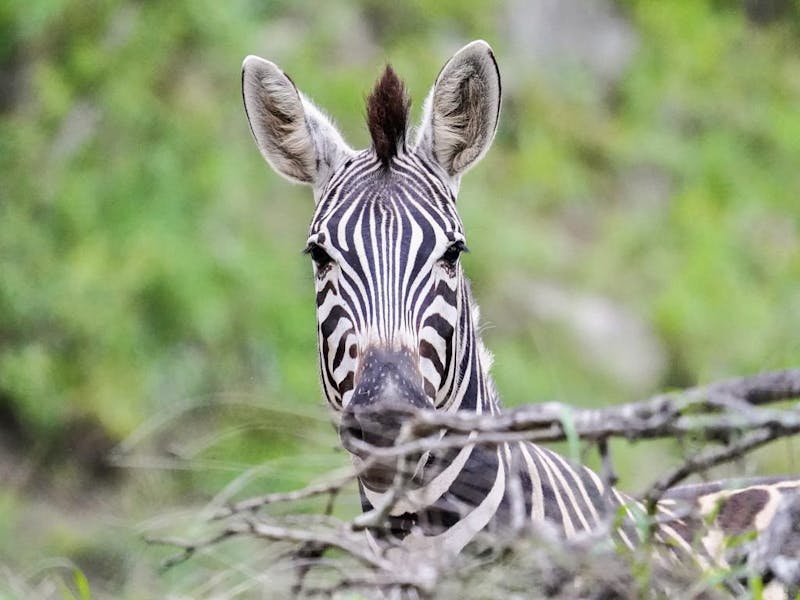 Close-up of a zebra