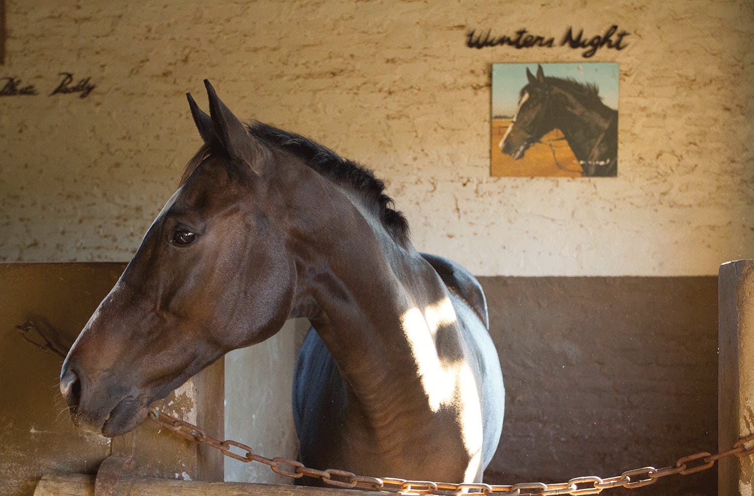 Close-up of a horse in the stable