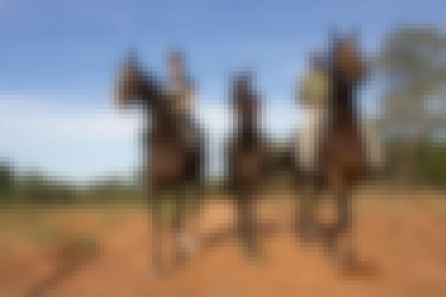 ACE volunteers and professional on the Hanchi Horseback Experience