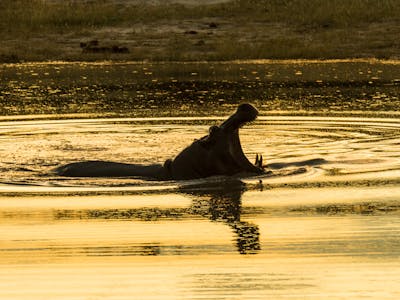 Close-up of a hippo in the water