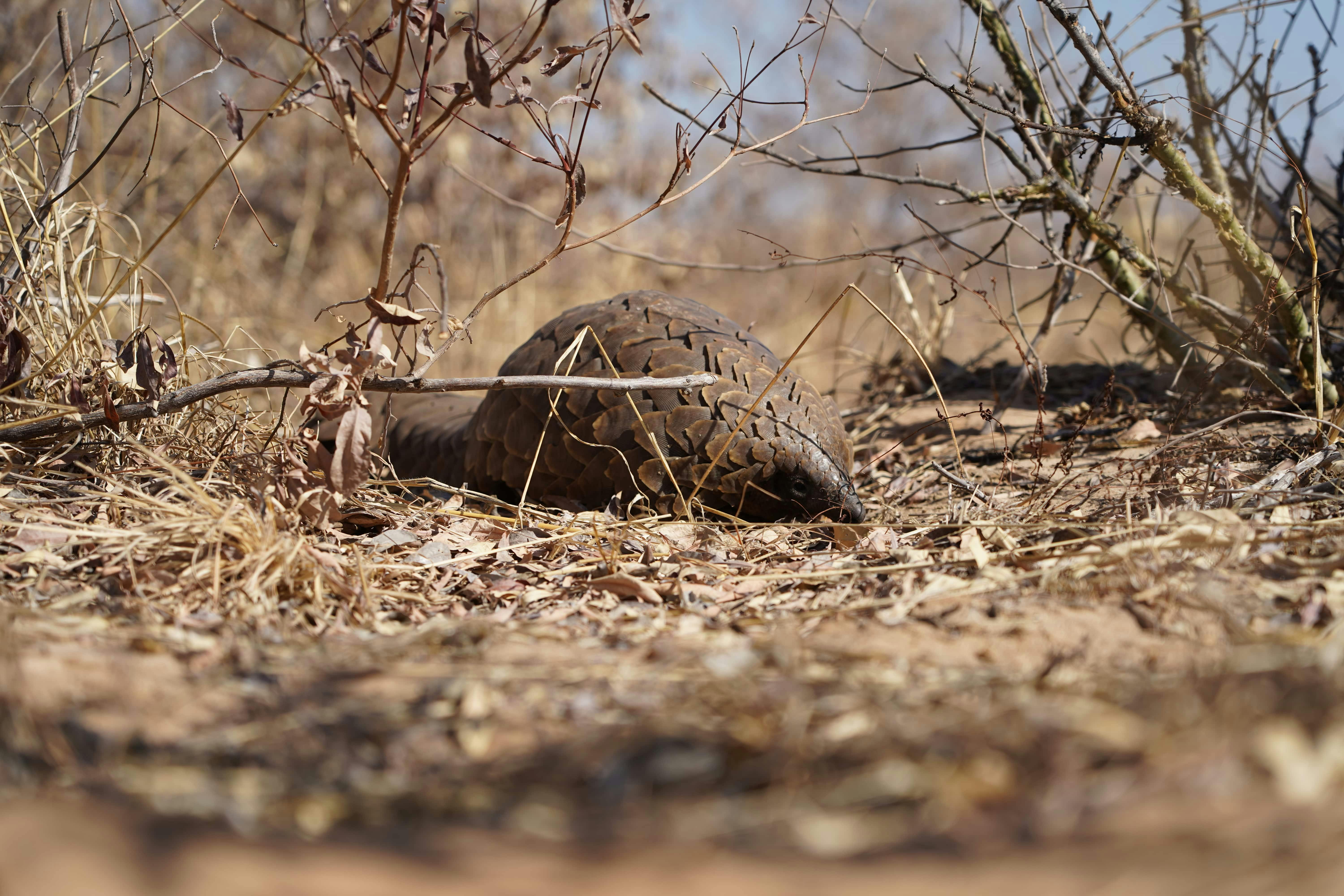 Close-up of a pangolin