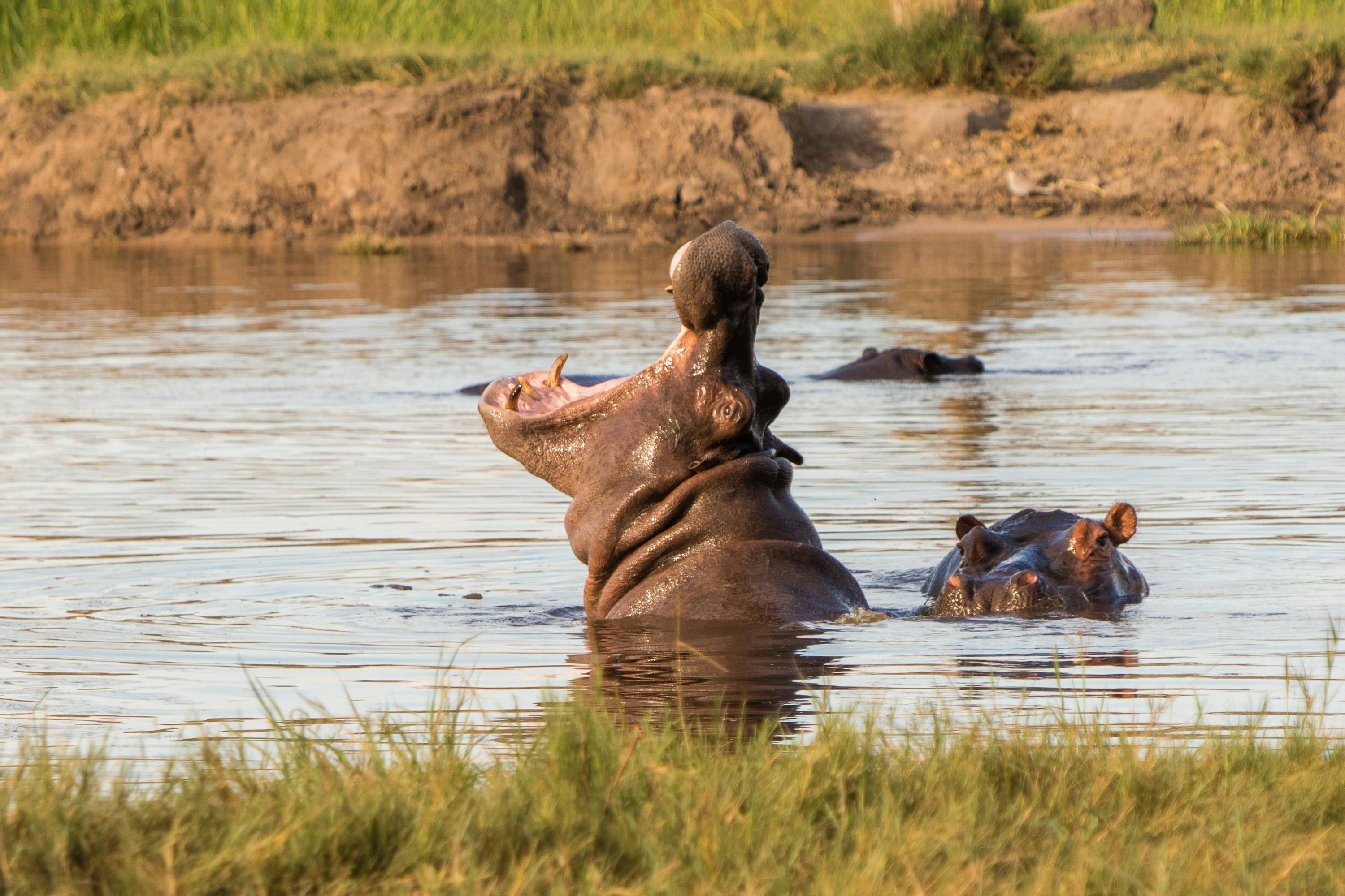 Close-up of a hippo in the water