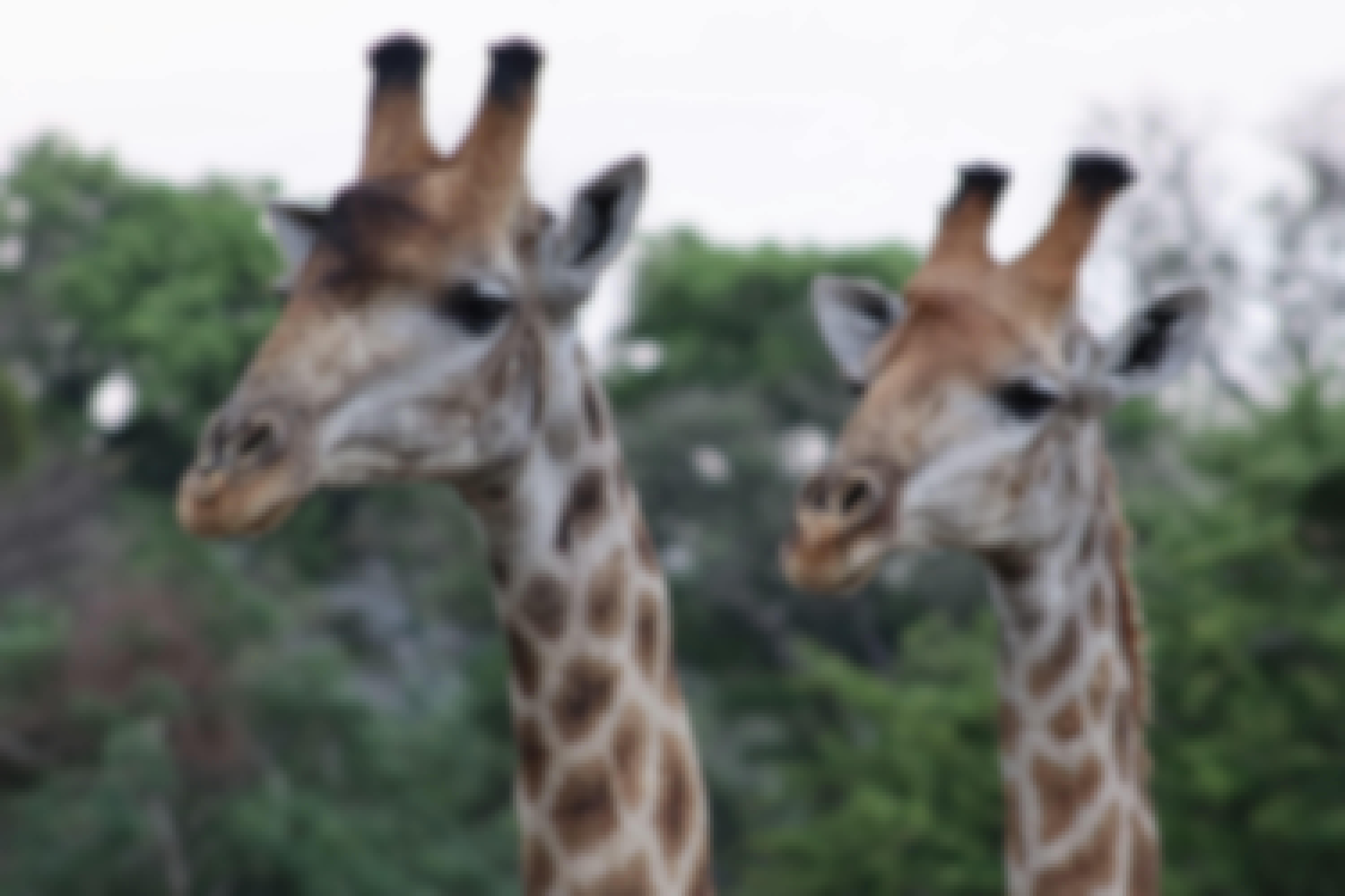 Close-up of two giraffes