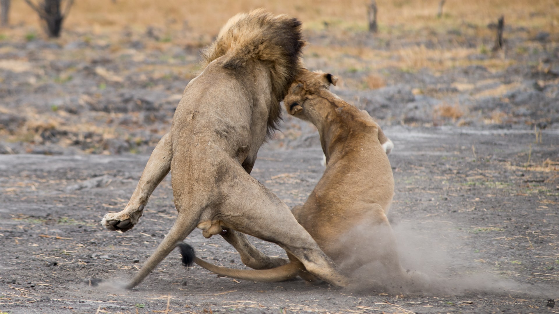 Lions fighting in the Okavango 