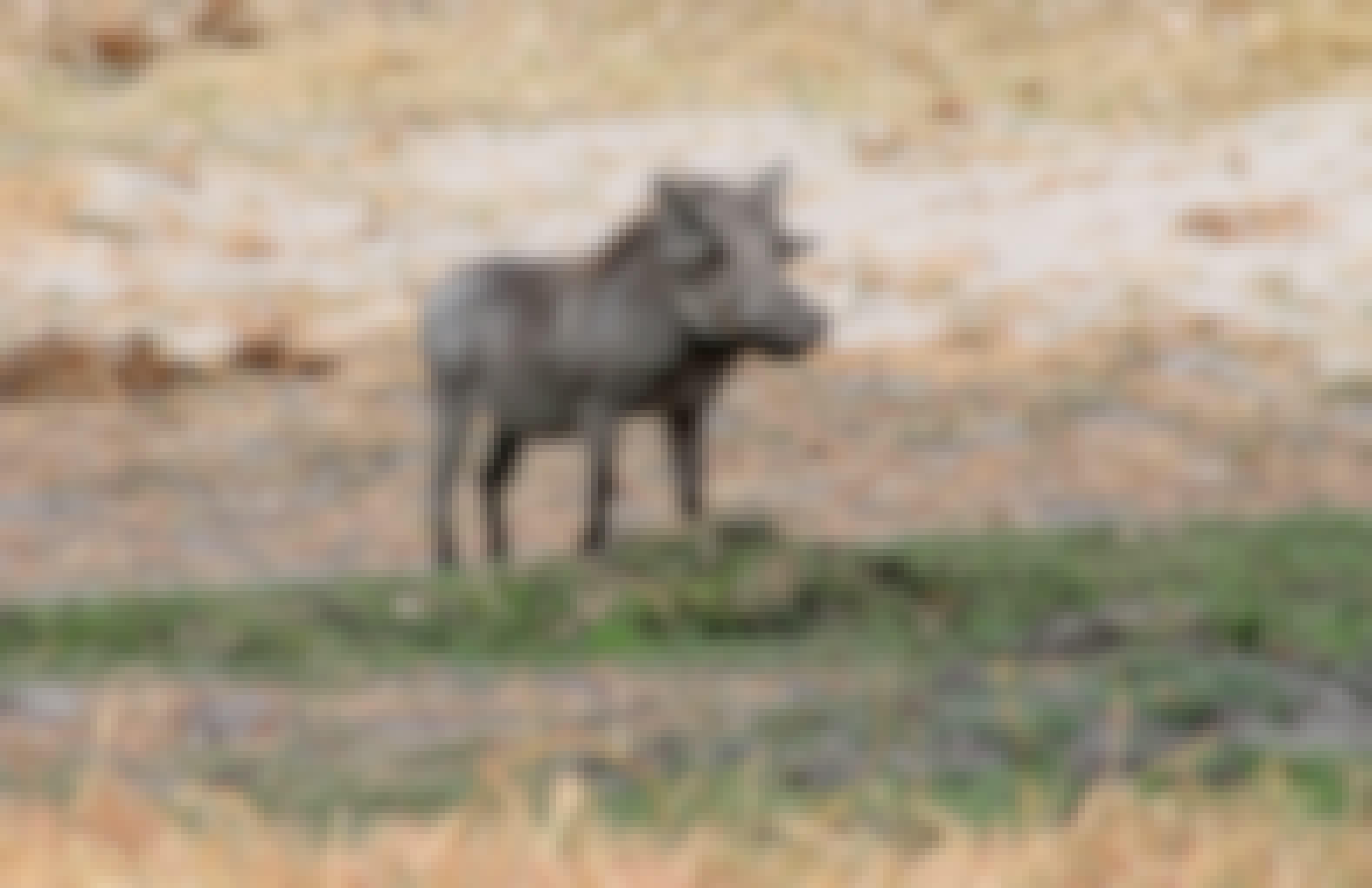 Warthog in the Okavango