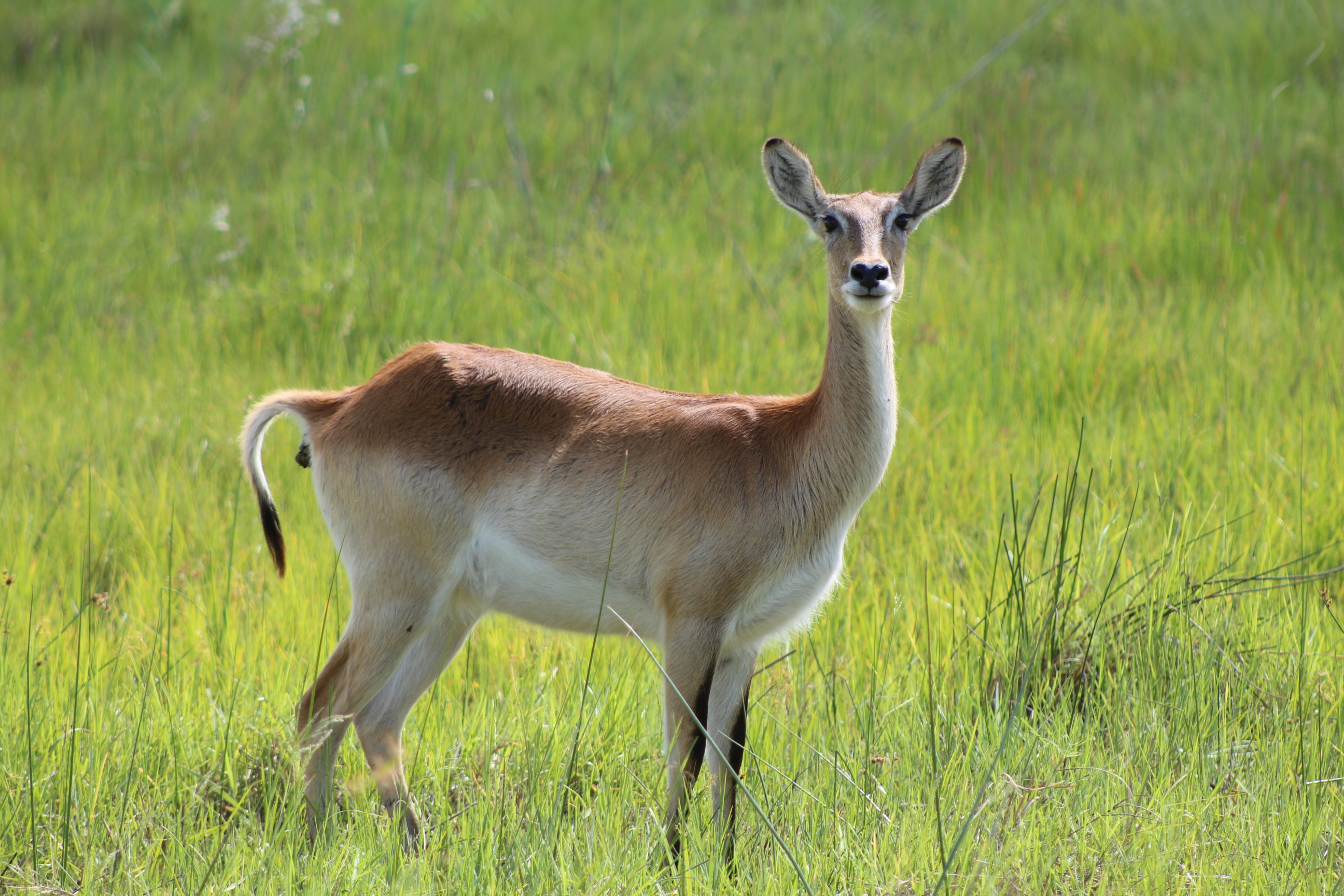 Antelope looking at the camera