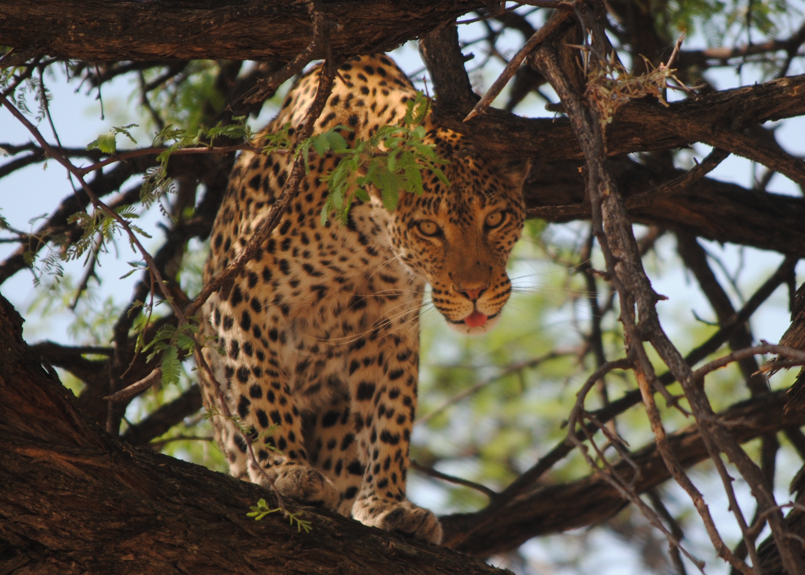Close-up of a leopard in a tree