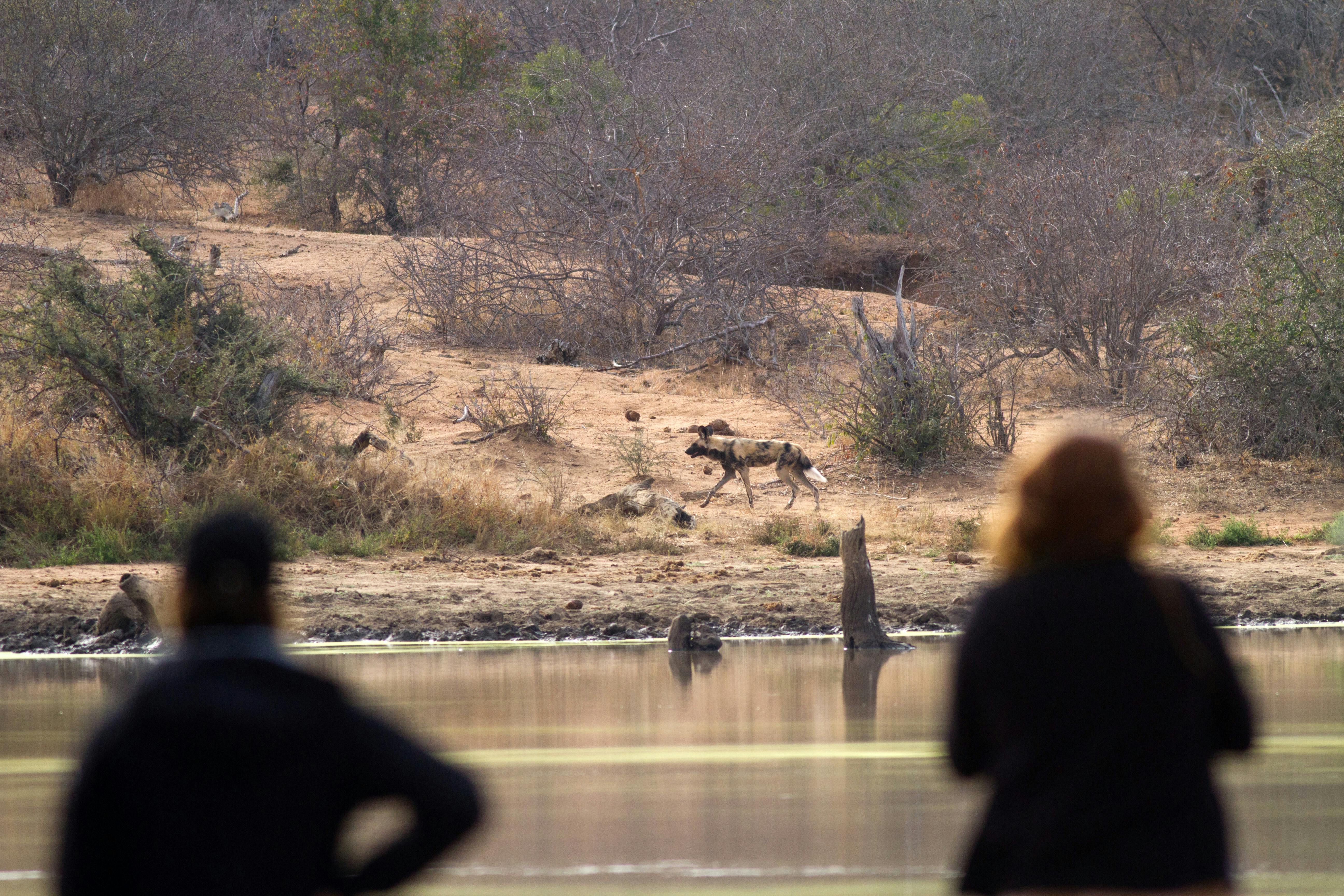 Two ACE volunteers watching a wild dog on the other side of the water