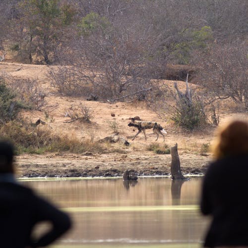 Two ACE volunteers watching a wild dog on the other side of the water