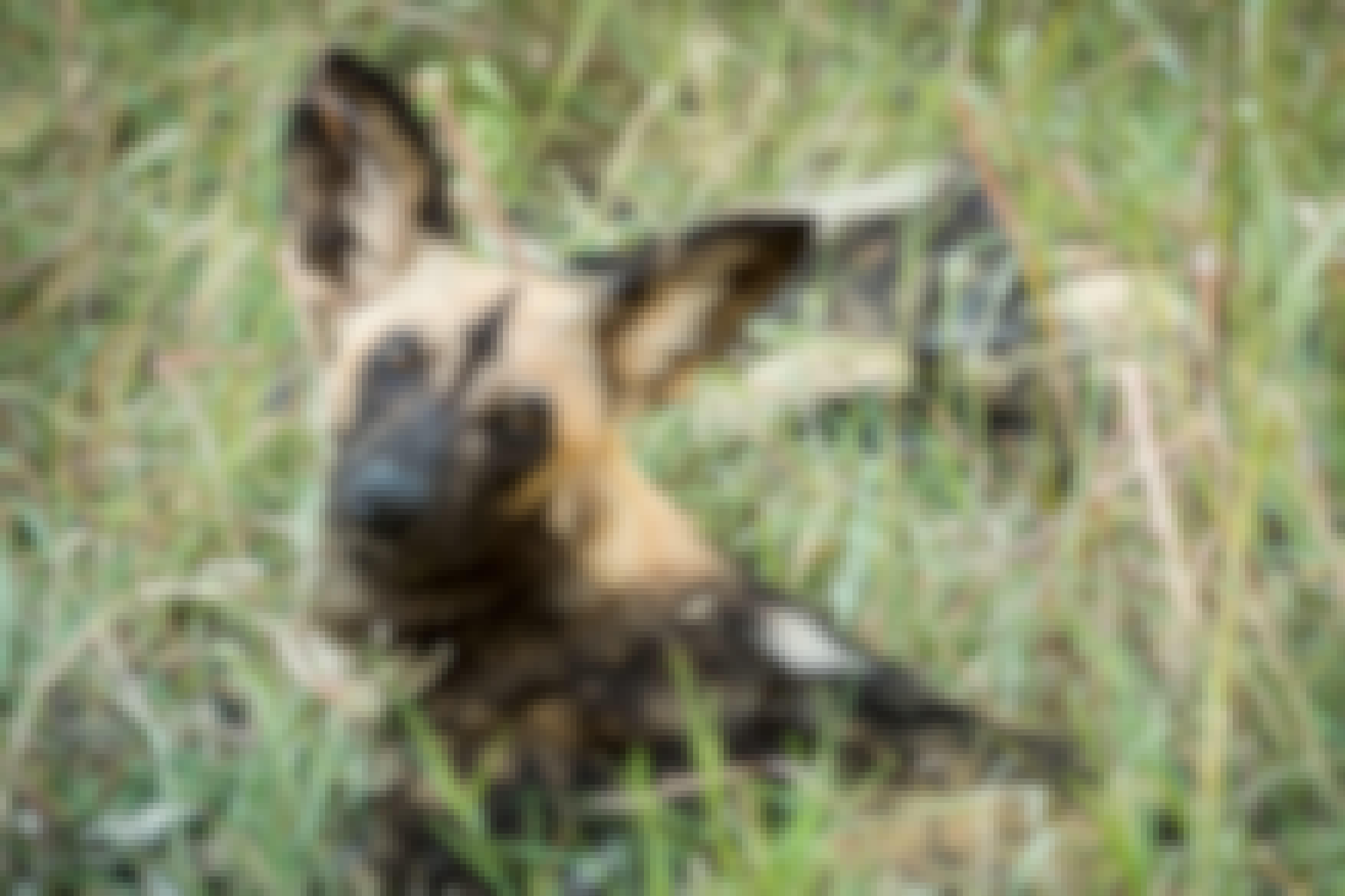 Close-up of a wild dog