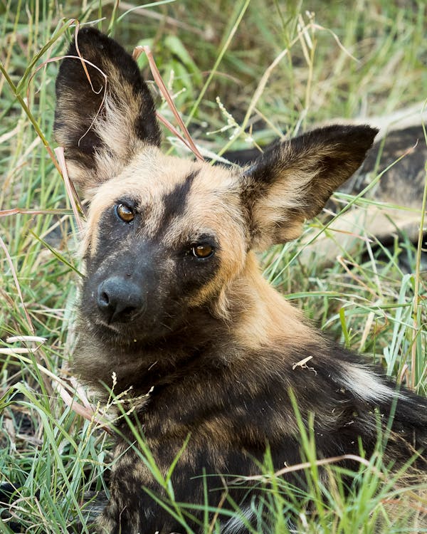 Close-up of a wild dog