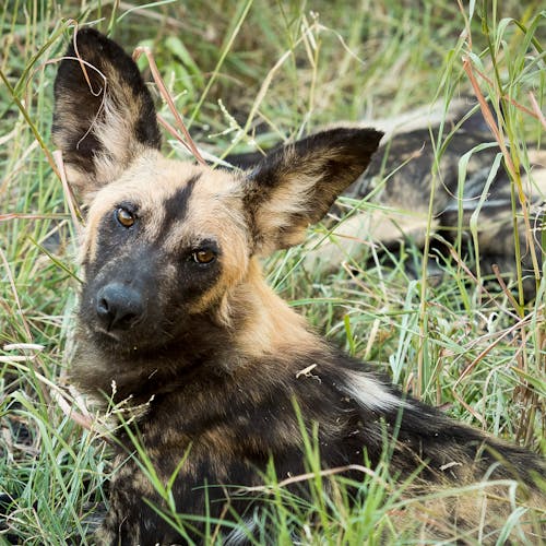 Close-up of a wild dog