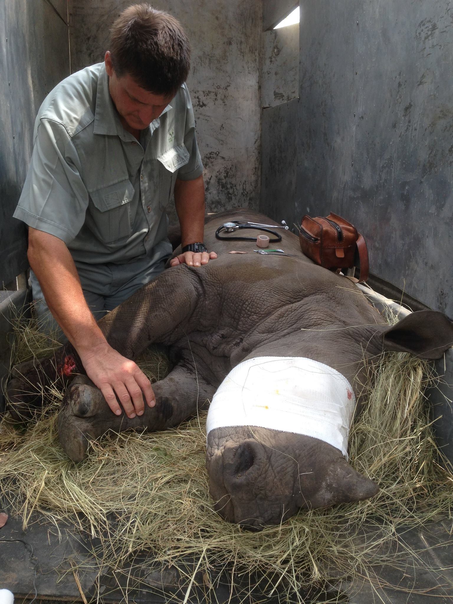 Professional vet checking on a sedated baby rhino