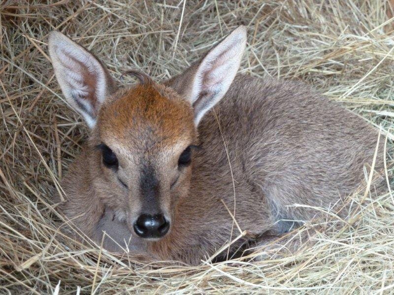 Close-up of a duiker baby