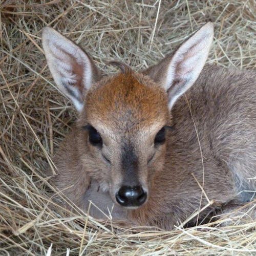 Close-up of a duiker baby
