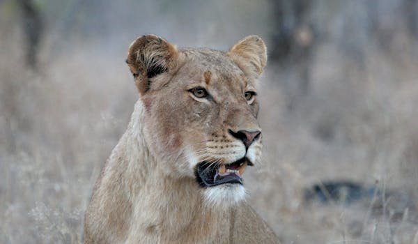 Close-up of a lioness's profile