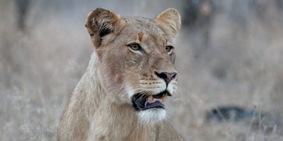 Close-up of a lioness's profile
