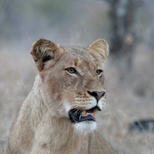 Close-up of a lioness's profile