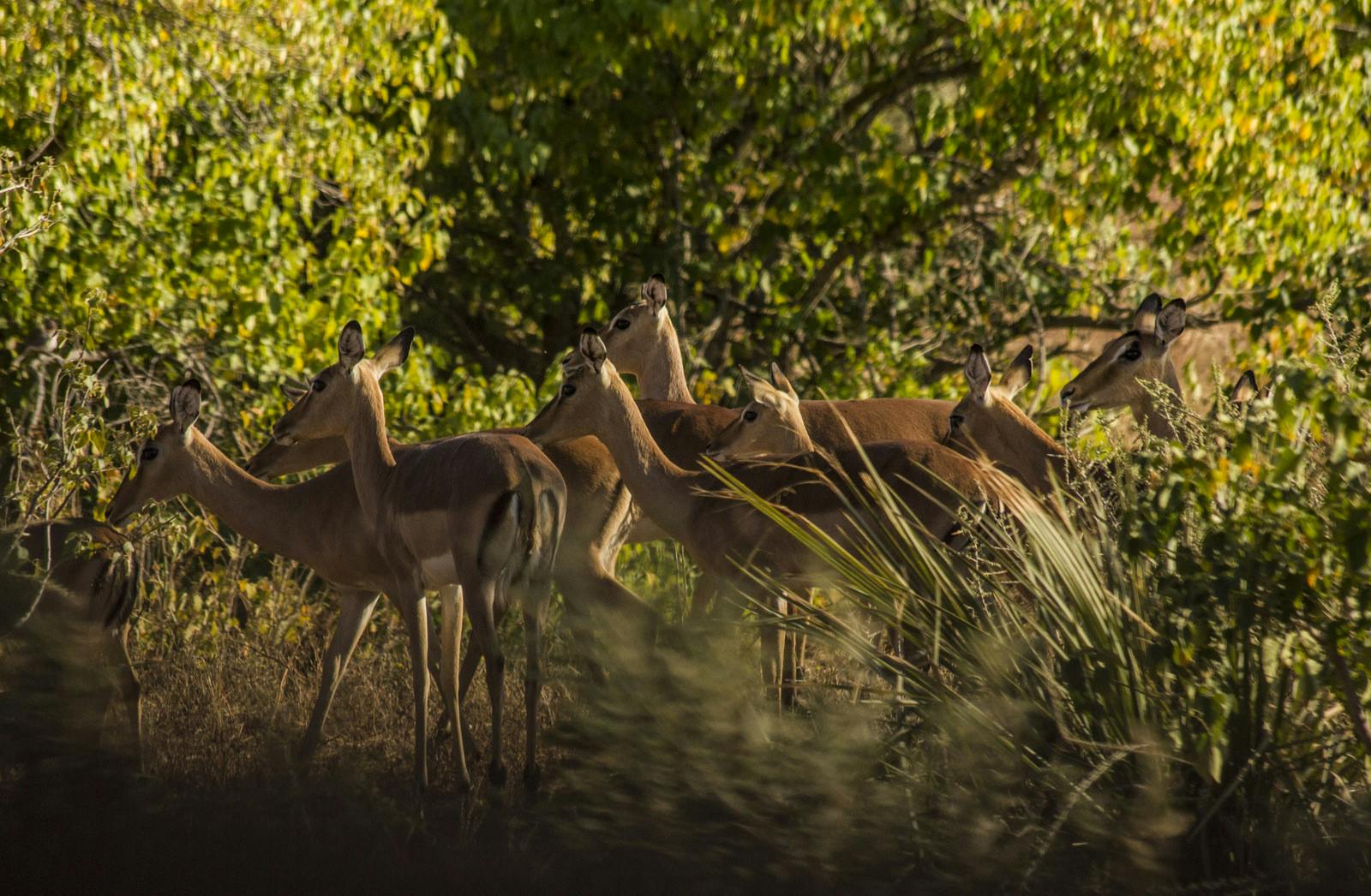 Multiple impala