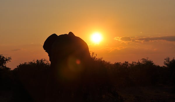 Silhouette of an elephant in the sunset
