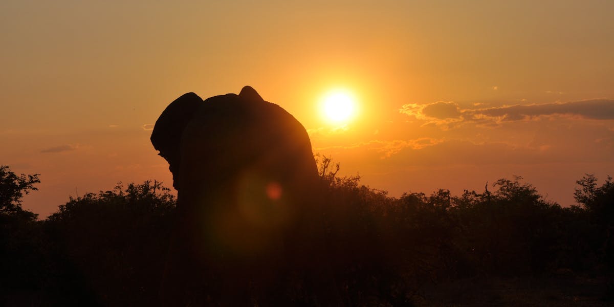 Silhouette of an elephant in the sunset