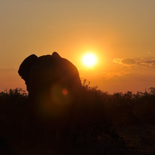 Silhouette of an elephant in the sunset