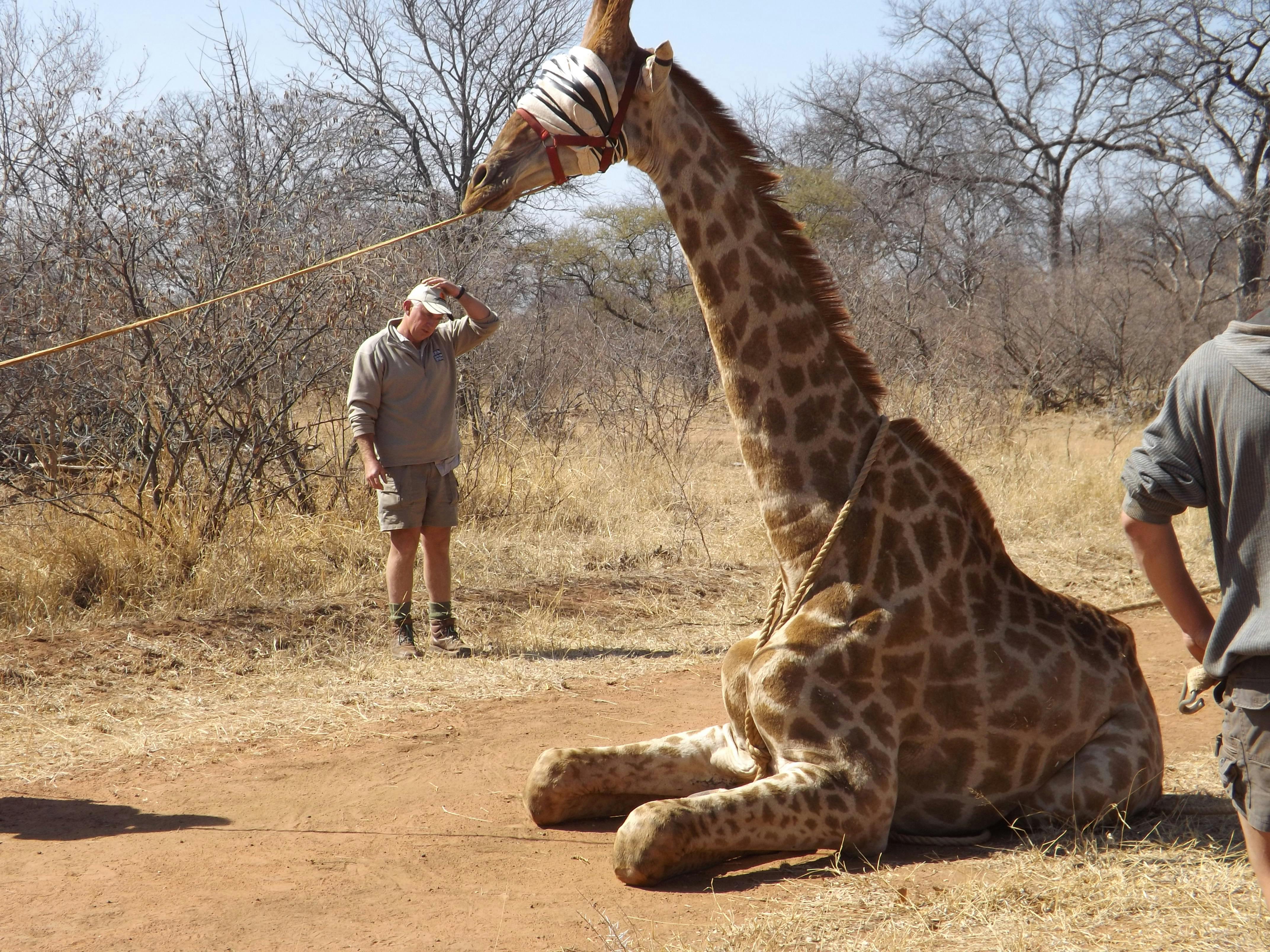 Vet students capture giraffe, ready for relocation 