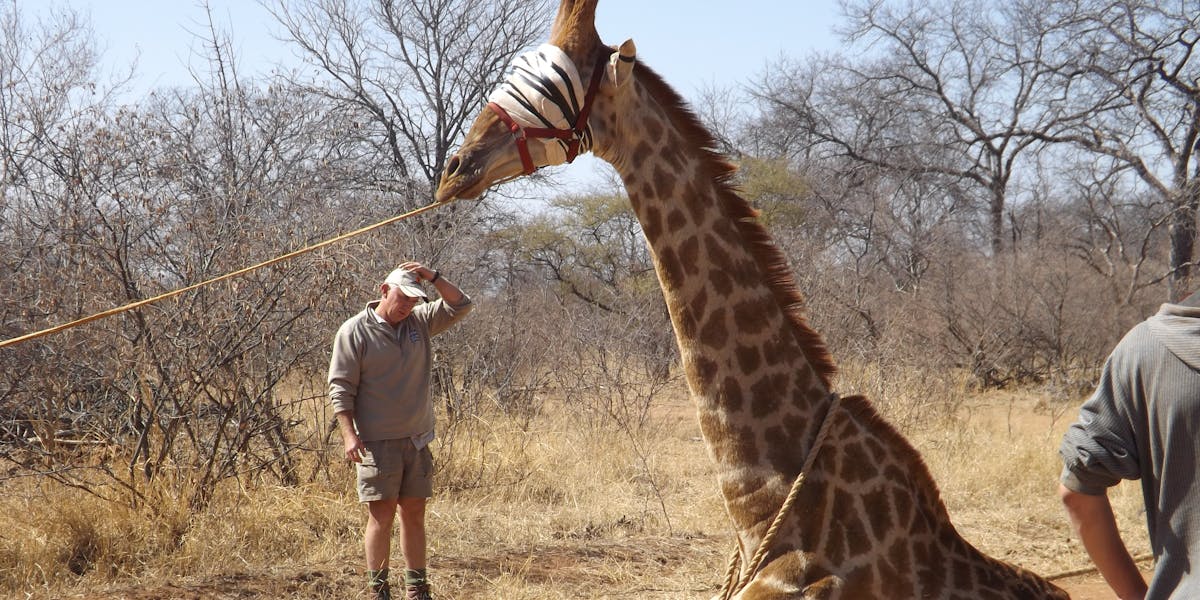 Vet students capture giraffe, ready for relocation