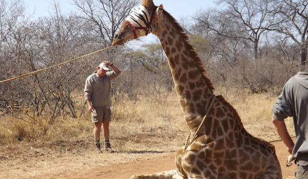 Vet students capture giraffe, ready for relocation